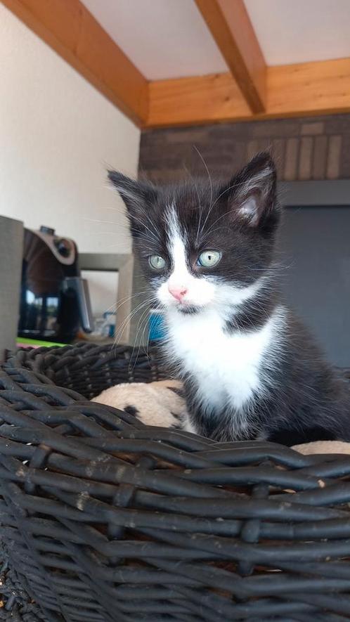 2 nestjes kittens!  katertjes van 2 leeftijden!, Dieren en Toebehoren, Katten en Kittens | Raskatten | Langhaar, Meerdere dieren