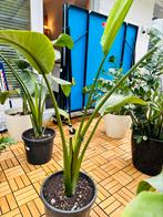 Strelitzia nicolai 1.5m, Tuin en Terras, Ophalen, Overige soorten, Volle zon