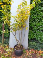 Parrotia persica 'Bella', Tuin en Terras, Ophalen, Halfschaduw, Overige soorten, Lente
