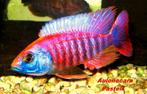 Aulonocara Pastell (Malawi Cichlide), Dieren en Toebehoren, Vissen | Aquariumvissen, Vis