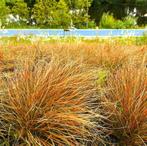 Carex T. Prairie Fire | Sierzegge | Chemievrij, Tuin en Terras, Volle zon, Vaste plant, Siergrassen, Ophalen of Verzenden