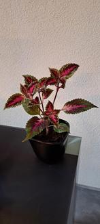 Siernetel (Coleus) planten met opvallende rode bladeren., Huis en Inrichting, Kamerplanten, Ophalen of Verzenden, Overige soorten
