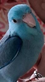 Blauwe Forpus baby's, Dieren en Toebehoren, Vogels | Parkieten en Papegaaien, Meerdere dieren, Dwergpapegaai of Agapornis, Tam