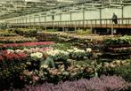 Centrale Aalsmeerse Veiling - potplantenzaal - ongelopen, Ophalen of Verzenden, 1920 tot 1940, Ongelopen, Noord-Holland