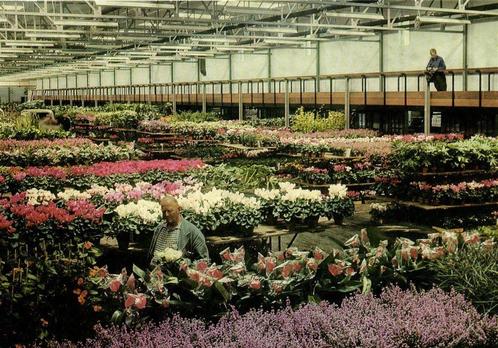 Centrale Aalsmeerse Veiling - potplantenzaal - ongelopen, Verzamelen, Ansichtkaarten | Nederland, Ongelopen, Noord-Holland, 1920 tot 1940