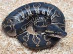 Python regius blackhead ghi het desert ghost man, Dieren en Toebehoren, Slang, 0 tot 2 jaar