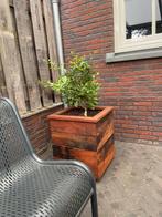 Hardhouten of douglas plantenbakken ( gratis thuisbezorgd ), Nieuw, Tuin, 60 cm of meer, Minder dan 60 cm