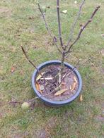 Vijg vijgenboom Ficus Carica biologisch, Tuin en Terras, Planten | Fruitbomen, Minder dan 100 cm, Lente, Volle zon, Ophalen of Verzenden