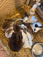 Jonge konijntjes, Dieren en Toebehoren, Konijnen, Geslacht onbekend, Middelgroot, 0 tot 2 jaar