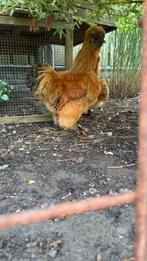 KrielZijdehoen haan, Dieren en Toebehoren, Pluimvee, Mannelijk, Kip