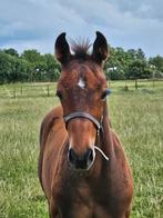 Veulens en twenters voor de spring- of eventingsport, Dieren en Toebehoren, Paarden, Meerdere dieren, 0 tot 2 jaar