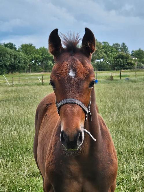 Veulens en twenters voor de spring- of eventingsport, Dieren en Toebehoren, Paarden, Meerdere dieren, 0 tot 2 jaar