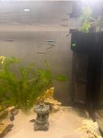 Guppys tekoop, Dieren en Toebehoren, Vissen | Aquariumvissen