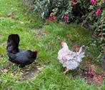 Gezocht 2 of 3 Serama hennetjes, Dieren en Toebehoren, Pluimvee, Vrouwelijk, Kip