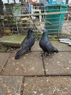 Takla duiven, Dieren en Toebehoren, Meerdere dieren, Tuimelaar of Roller