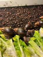 Afrikaanse reuzenslakken, Overige soorten, 0 tot 2 jaar