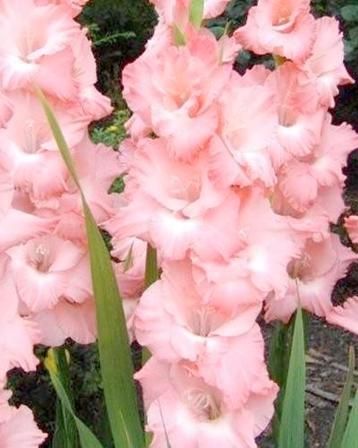 Gladiolen uit de tuin, oranje/roze bloemen beschikbaar voor biedingen