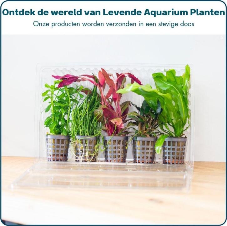 Aquabetta Aquarium Planten Set LAP-002, Dieren en Toebehoren, Vissen | Aquaria en Toebehoren, Plant(en), Steen of Hout, Verzenden