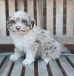 2 super lieve choco merle boomer pups, Dieren en Toebehoren, Honden | Chihuahua's en Gezelschapshonden, Overige rassen, CDV (hondenziekte)