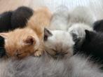 Kittens Ragdoll x Britse korthaar (6 juni geboren), Dieren en Toebehoren, Katten en Kittens | Raskatten | Korthaar, Meerdere dieren