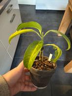 Hoya Multiflora, Ophalen of Verzenden, Halfschaduw, Minder dan 100 cm