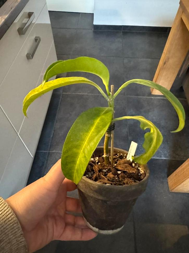 Hoya Multiflora, Huis en Inrichting, Kamerplanten, Minder dan 100 cm, Halfschaduw, Ophalen of Verzenden