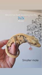 Mannelijke Wimpergekko 1.0, Hagedis, 3 tot 6 jaar
