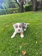 Australian Shepherd x Border Collie pups (reutjes), Nederland, CDV (hondenziekte), 8 tot 15 weken, Collie