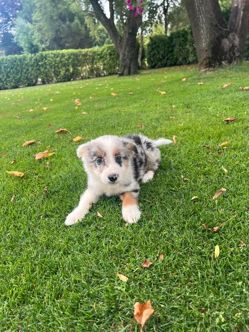 Australian Shepherd x Border Collie pups (reutjes), Dieren en Toebehoren, Honden | Herdershonden en Veedrijvers, Meerdere dieren