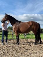 Ster fokmerrie Apache x Houston, Dieren en Toebehoren, Merrie, Gechipt, Dressuurpaard, 170 tot 175 cm