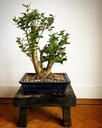 Dubbelstammige bonsai in mooie Chinese bonsaipot, Tuin en Terras, Planten | Bomen, Minder dan 100 cm, Overige soorten, Ophalen of Verzenden