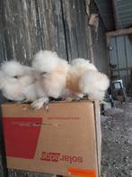 Te koop sierkippen. 06 57246852., Dieren en Toebehoren, Meerdere dieren, Kip