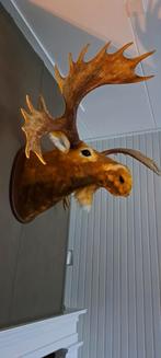 Eland/ hertenkop/ gewei, Verzamelen, Ophalen of Verzenden, Zo goed als nieuw, Opgezet dier