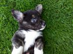 Welsh Corgi Cardigan, Dieren en Toebehoren, Overige rassen, 8 tot 15 weken, Meerdere dieren, Eén hond