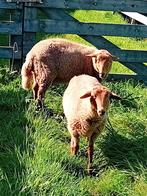 Choburger Fuchs rammen, Dieren en Toebehoren, Schapen, Geiten en Varkens, Mannelijk, Schaap