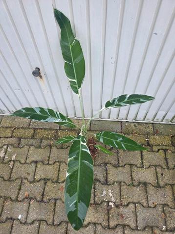 Musa Florida    beschikbaar voor biedingen