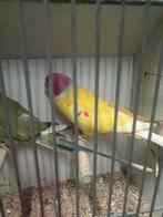 Te koop diverse parkieten, Meerdere dieren, Parkiet