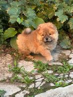 Chow chow pup, Dieren en Toebehoren, Rabiës (hondsdolheid), Overige rassen, 8 tot 15 weken, Teef
