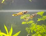 Yellow tiger Endler guppen, Vis