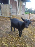 Onze lieve geitjes zoeken een nieuw thuis!, Dieren en Toebehoren, Schapen, Geiten en Varkens, Meerdere dieren, Geit, 0 tot 2 jaar