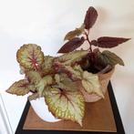 2 verschillende soorten Begonia, Ophalen, Overige soorten, Halfschaduw, Minder dan 100 cm