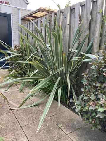 Phormium tenax variegatum, Nieuw Zeelands vlas