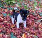 Prachtige laagbenige Jack Russel pup, Dieren en Toebehoren, Jack Russell Terriër, 8 tot 15 weken, Meerdere, Meerdere dieren