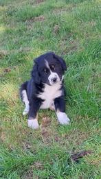 Kruising Berner sennen x friese stabij pups mogen verhuizen, Meerdere dieren, Eén hond, Middel, Nederland