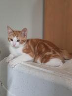 2 prachtige rode kittens te koop, Dieren en Toebehoren, Katten en Kittens | Overige Katten, Meerdere dieren, Kortharig, 0 tot 2 jaar