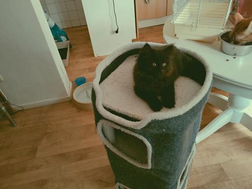 Nog een prachtige Europese langhaar kitten kleur zwart.poes, Dieren en Toebehoren, Katten en Kittens | Overige Katten, Langharig