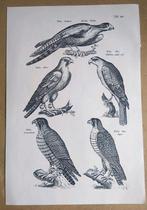 Oude Prent Roofvogels, Verzamelen, Foto's en Prenten, Verzenden, 1960 tot 1980, Gebruikt