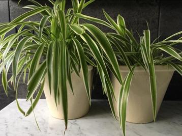 Grote bloempotten keramiek luxecrème glanzend set planten beschikbaar voor biedingen