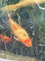 Koi taisho sanke 50 cm, Dieren en Toebehoren, Vissen | Vijvervissen, Karper of Koi