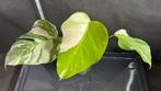 Prachtige Zeldzame Monstera Deliciosa Variegata Albo Nr2, Huis en Inrichting, Kamerplanten, Ophalen of Verzenden, Overige soorten